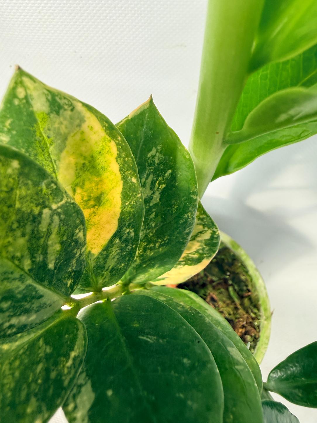 Zamiokulcas Zamiifolia Variegata 08