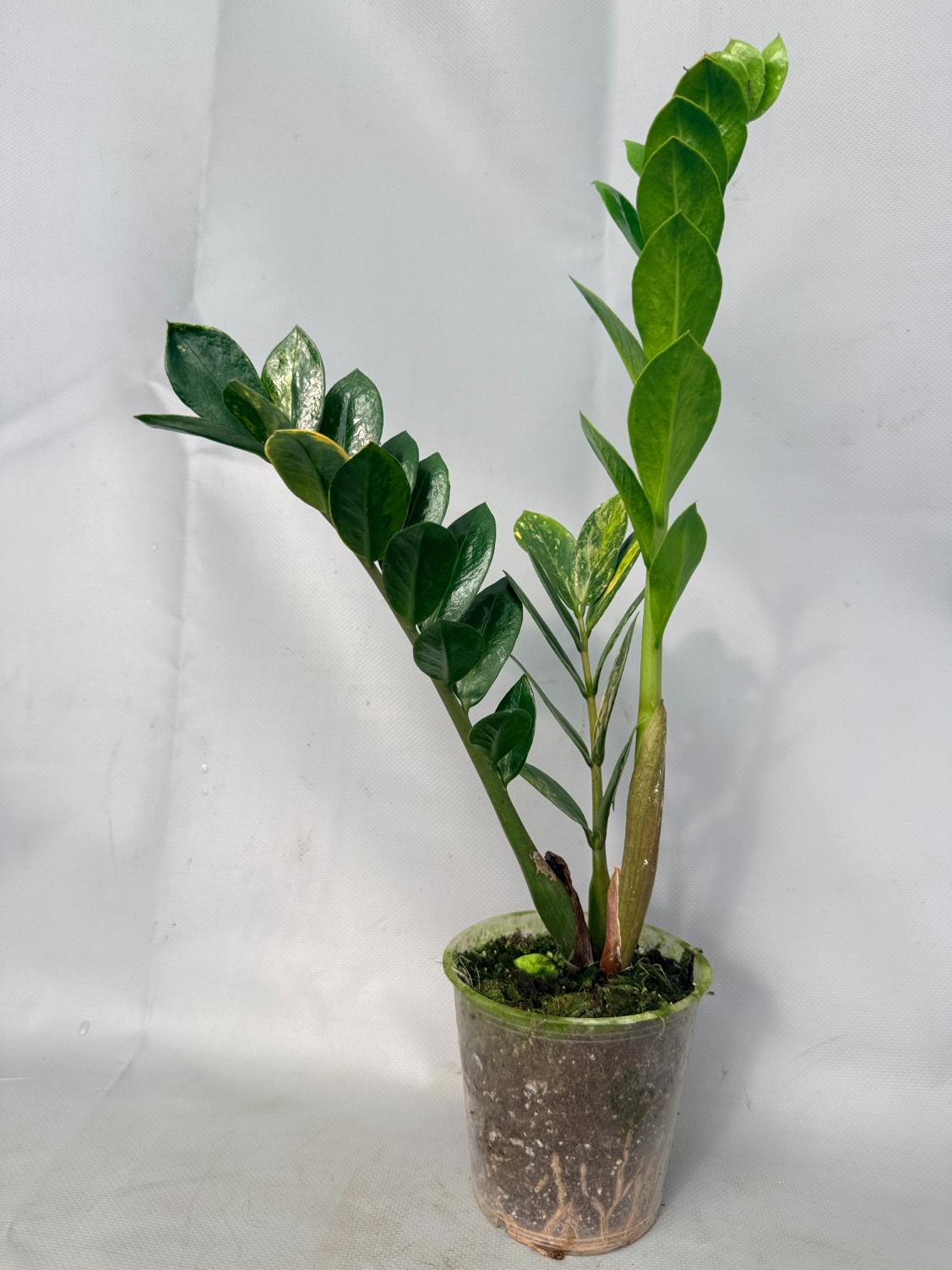 Zamiokulcas Zamiifolia Variegata 01