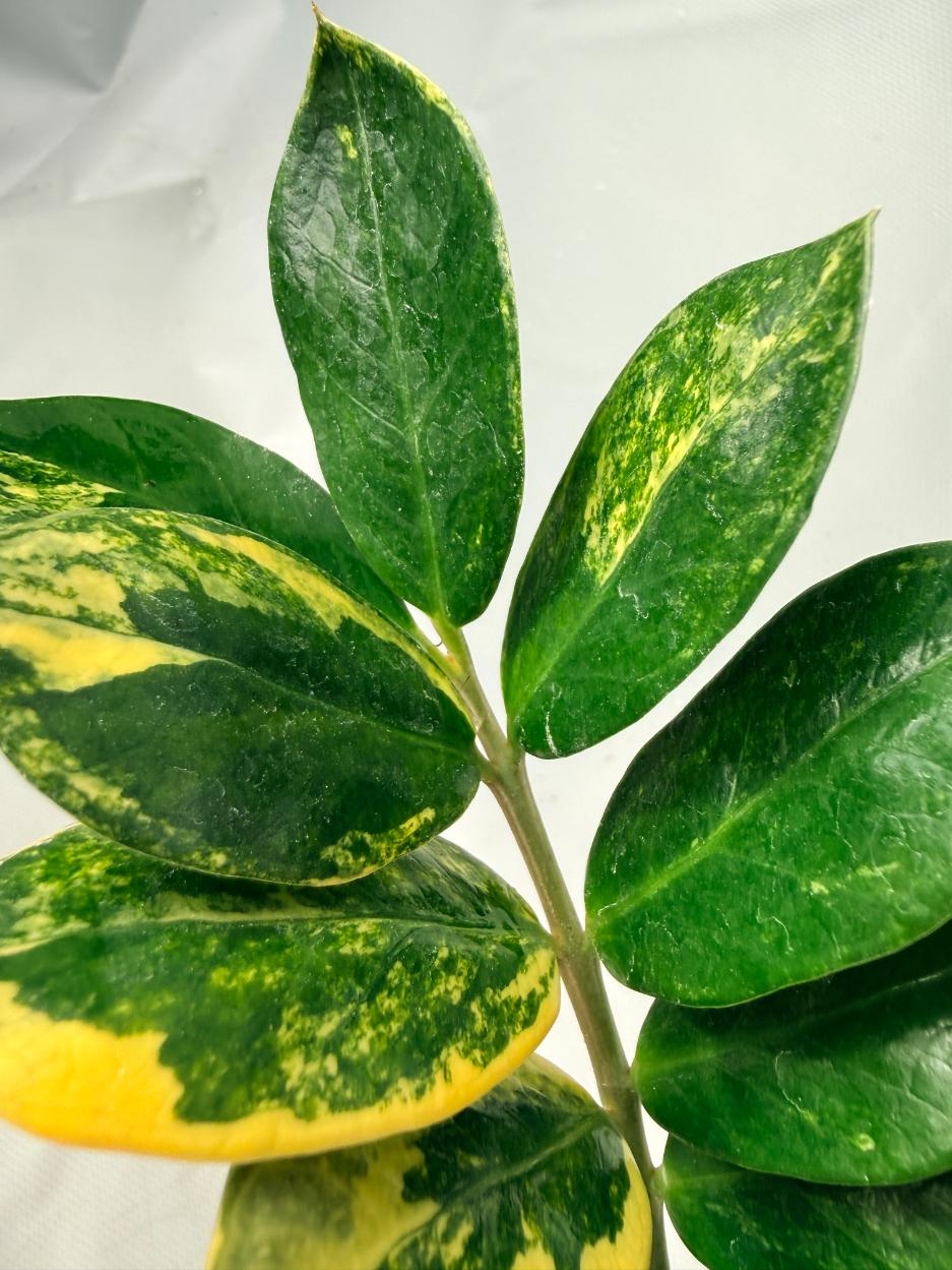 Zamiokulcas Zamiifolia Variegata 02