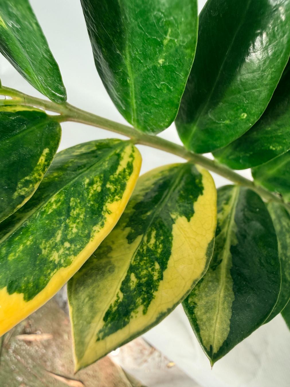 Zamiokulcas Zamiifolia Variegata 03