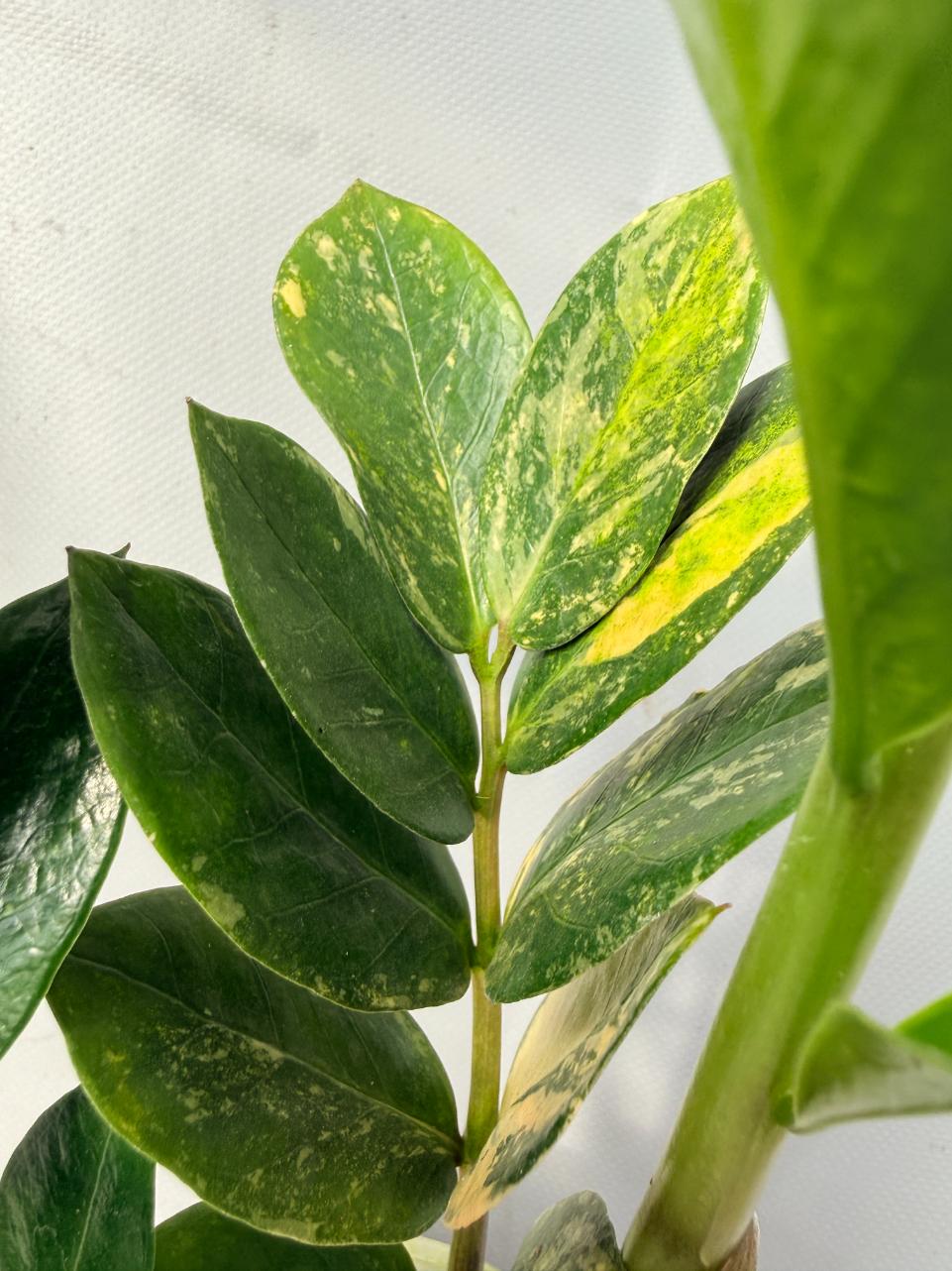 Zamiokulcas Zamiifolia Variegata 04