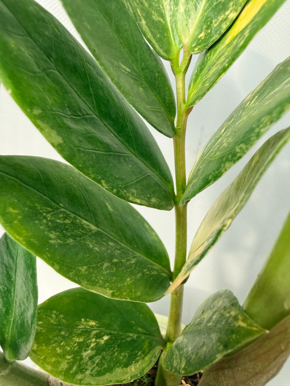 Zamiokulcas Zamiifolia Variegata 05