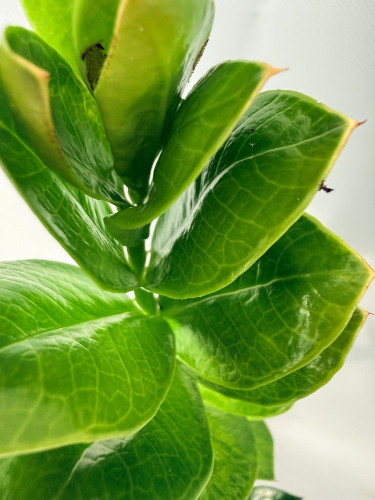 Zamiokulcas Zamiifolia Variegata 06