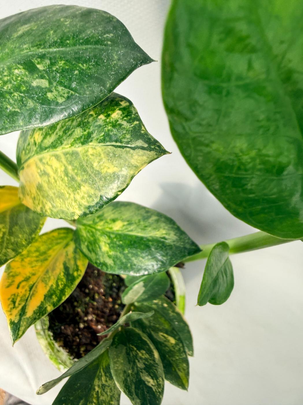 Zamiokulcas Zamiifolia Variegata 06