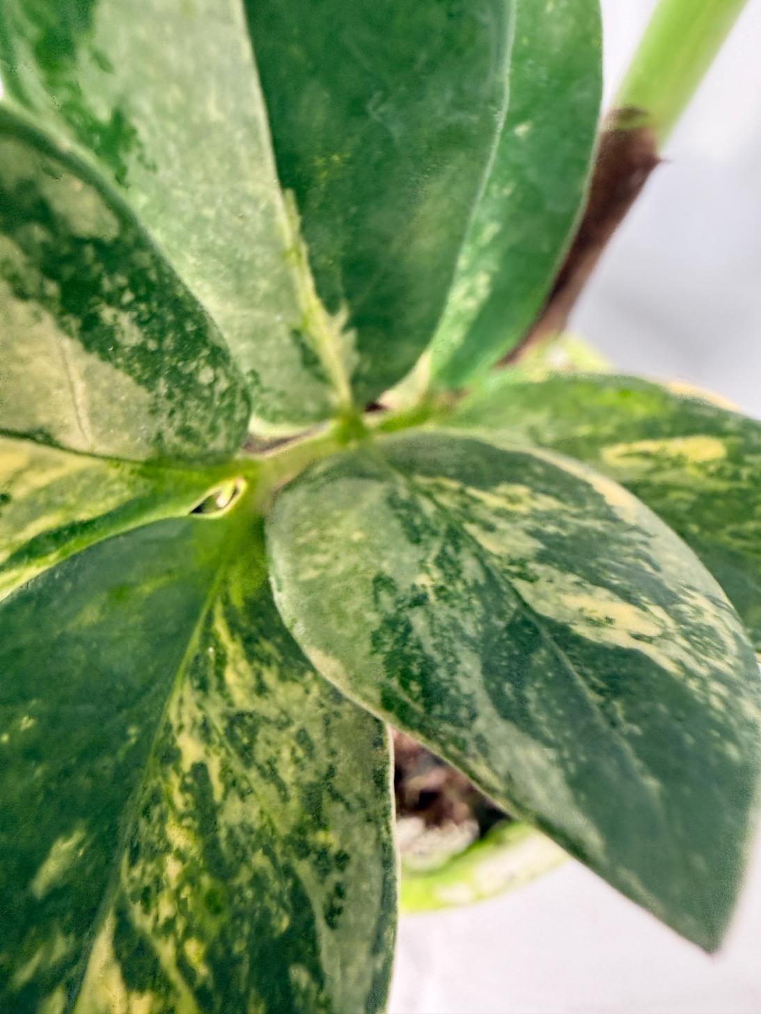 Zamiokulcas Zamiifolia Variegata 07