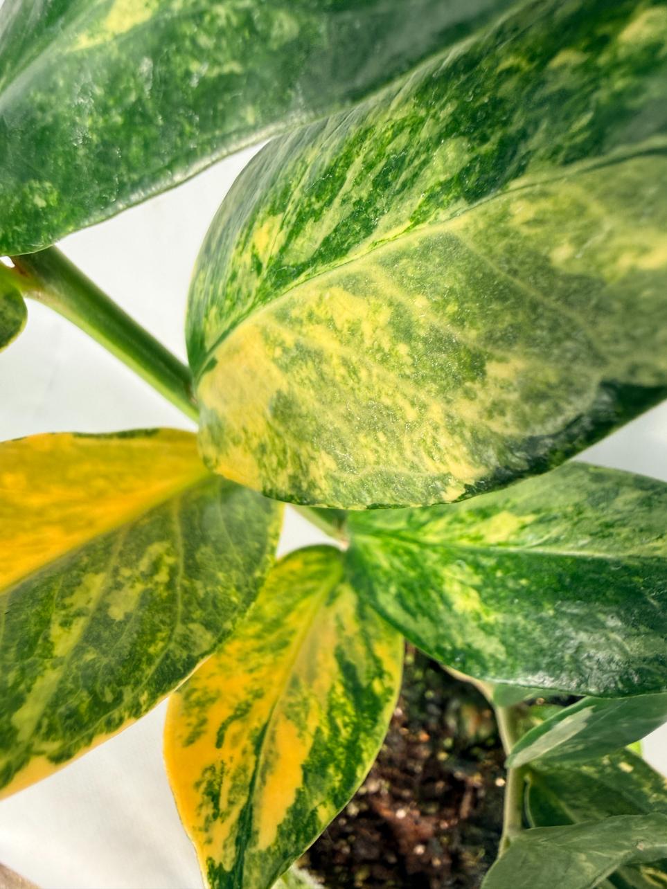 Zamiokulcas Zamiifolia Variegata 08