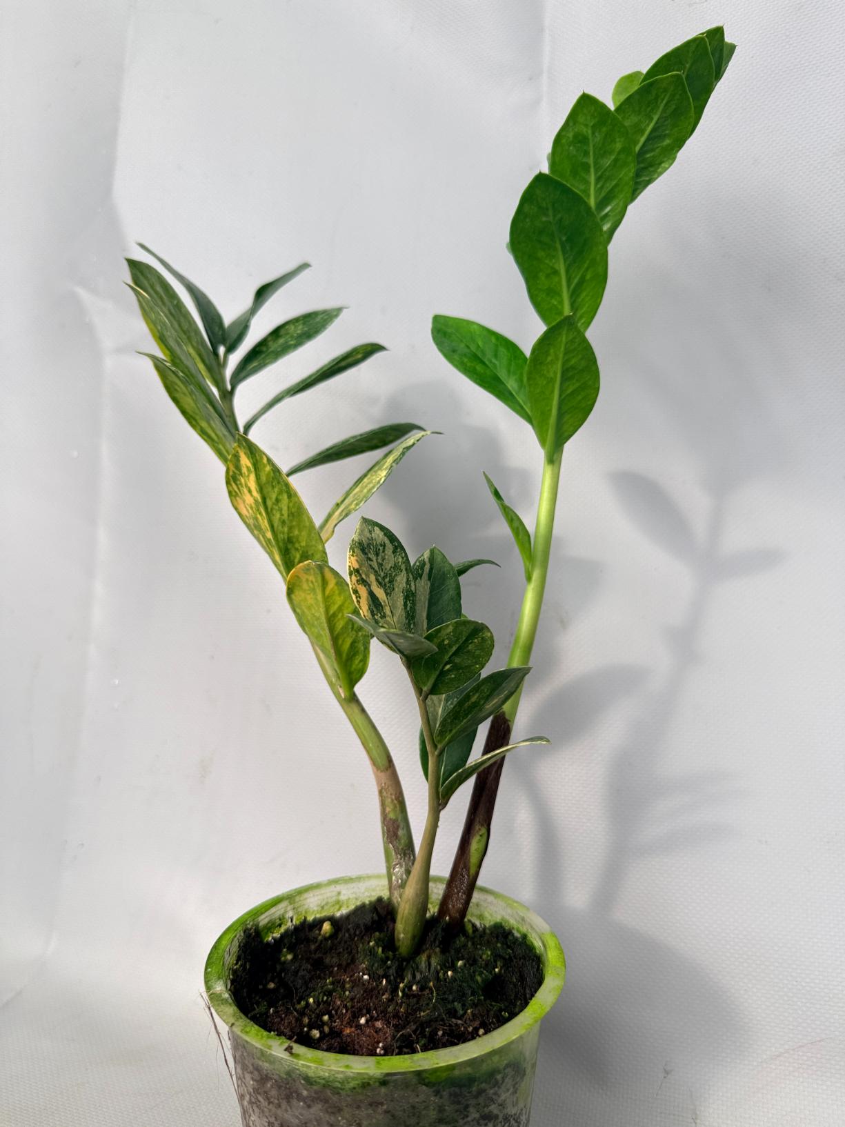 Zamiokulcas Zamiifolia Variegata 01