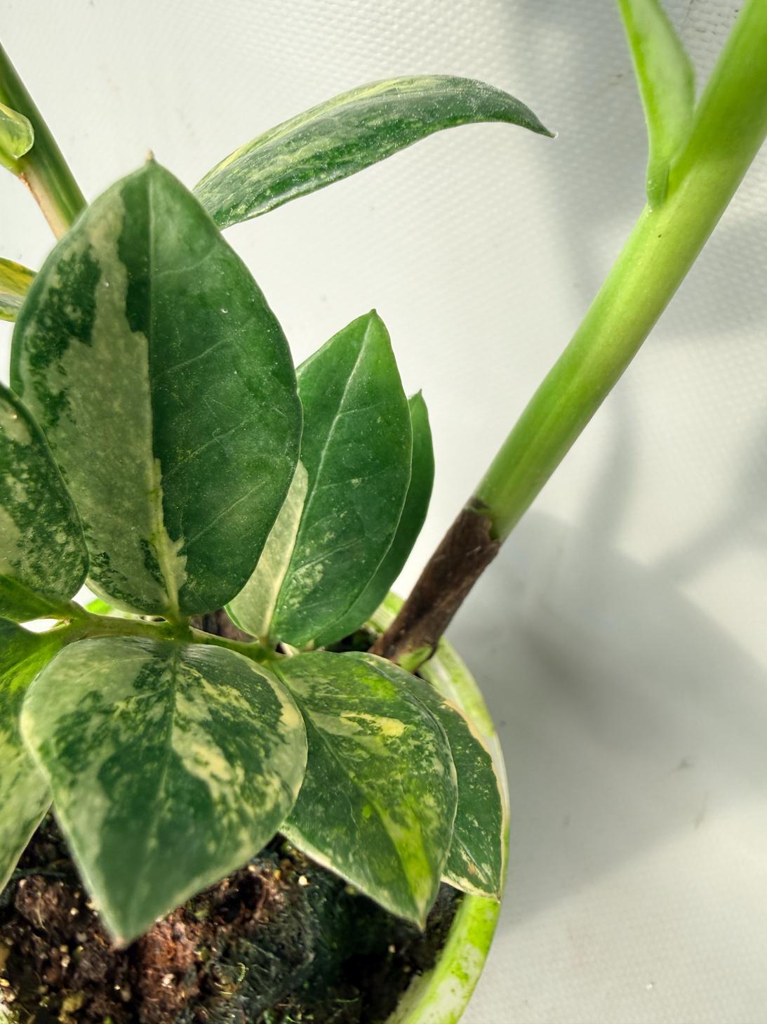 Zamiokulcas Zamiifolia Variegata 03