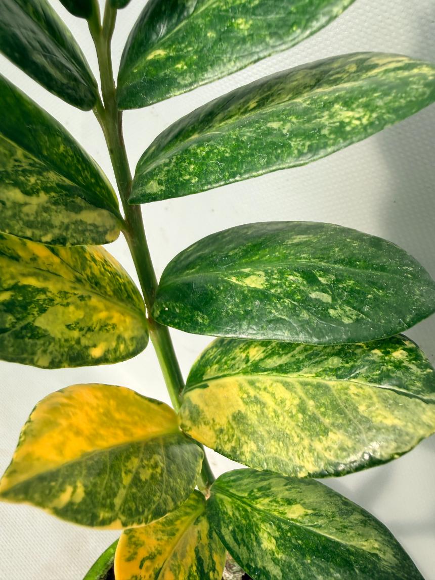 Zamiokulcas Zamiifolia Variegata 04