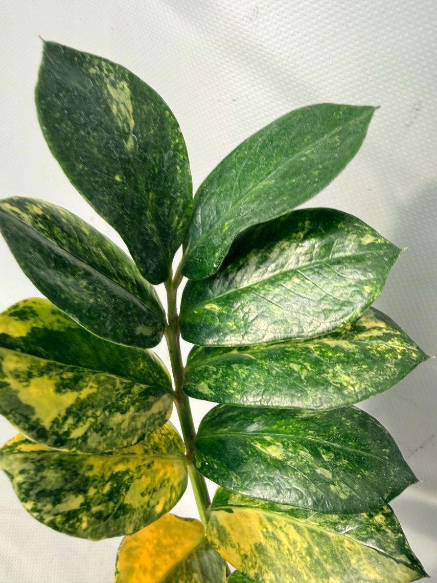 Zamiokulcas Zamiifolia Variegata 05