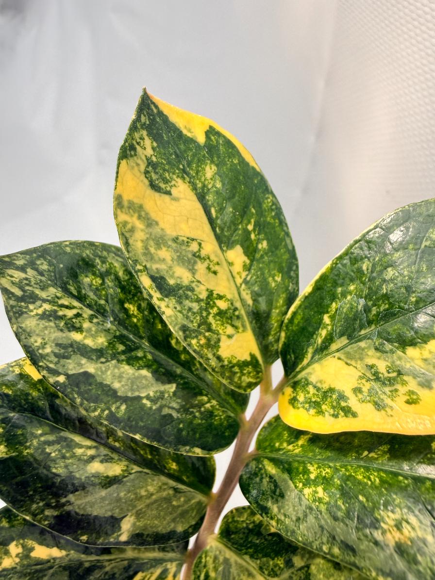 Zamiokulcas Zamiifolia Variegata