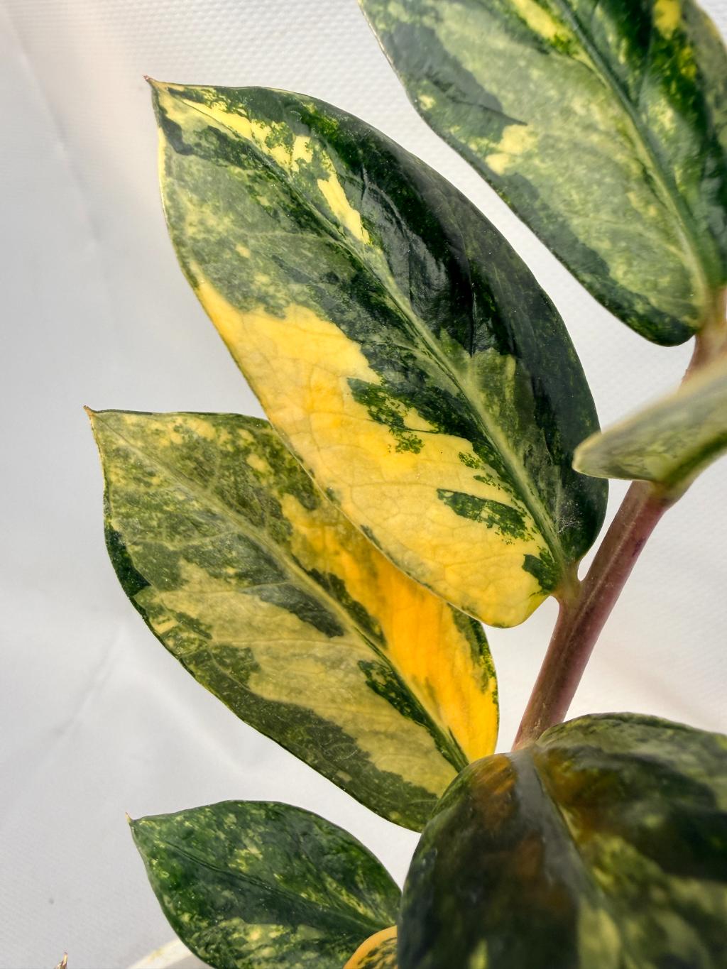 Zamiokulcas Zamiifolia Variegata
