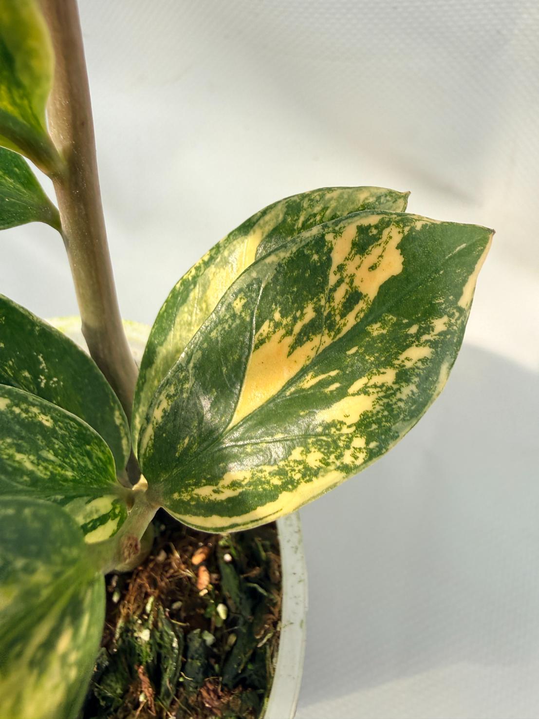Zamiokulcas Zamiifolia Variegata