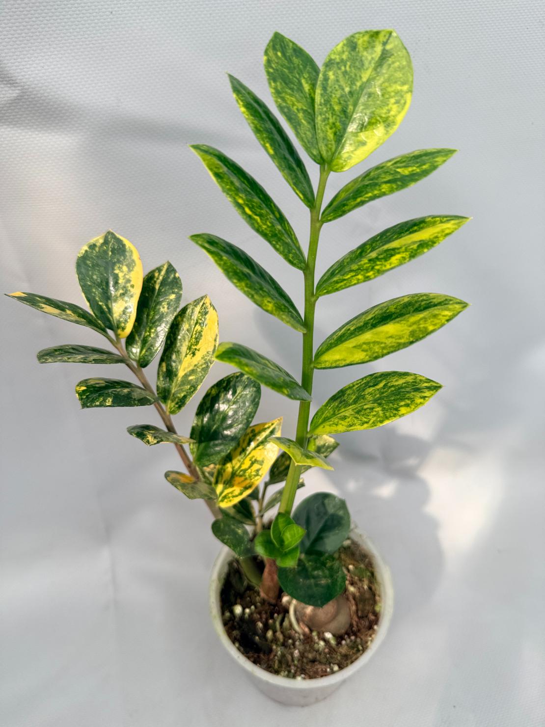 Zamiokulcas Zamiifolia Variegata