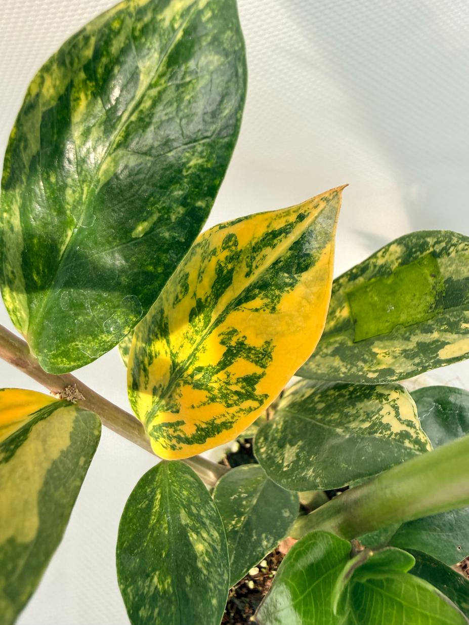 Zamiokulcas Zamiifolia Variegata