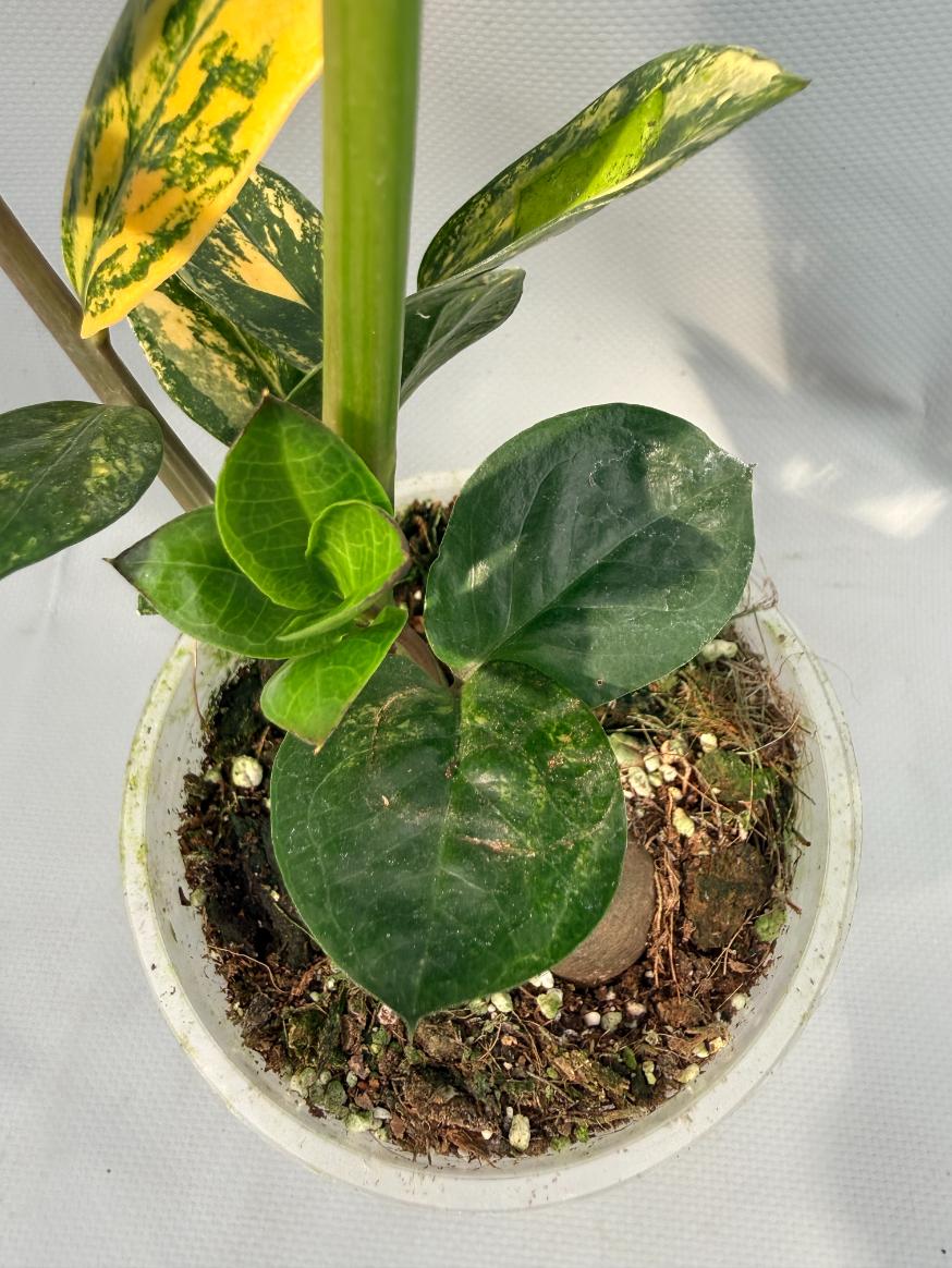 Zamiokulcas Zamiifolia Variegata