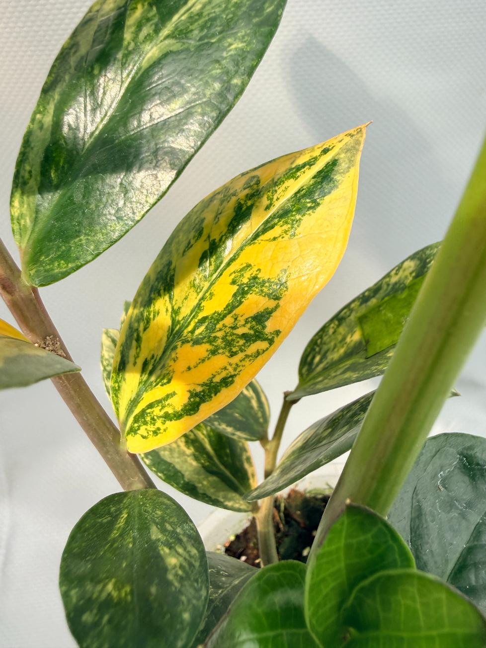 Zamiokulcas Zamiifolia Variegata