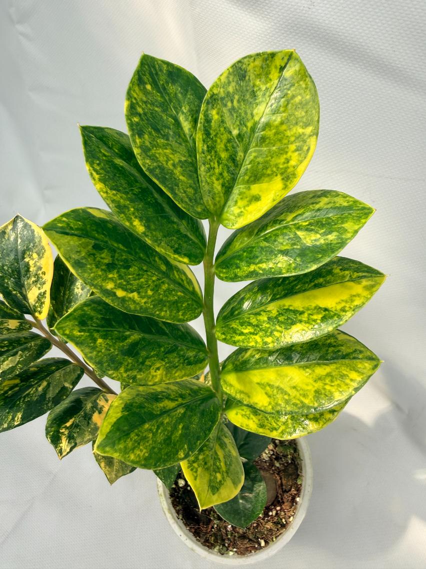 Zamiokulcas Zamiifolia Variegata