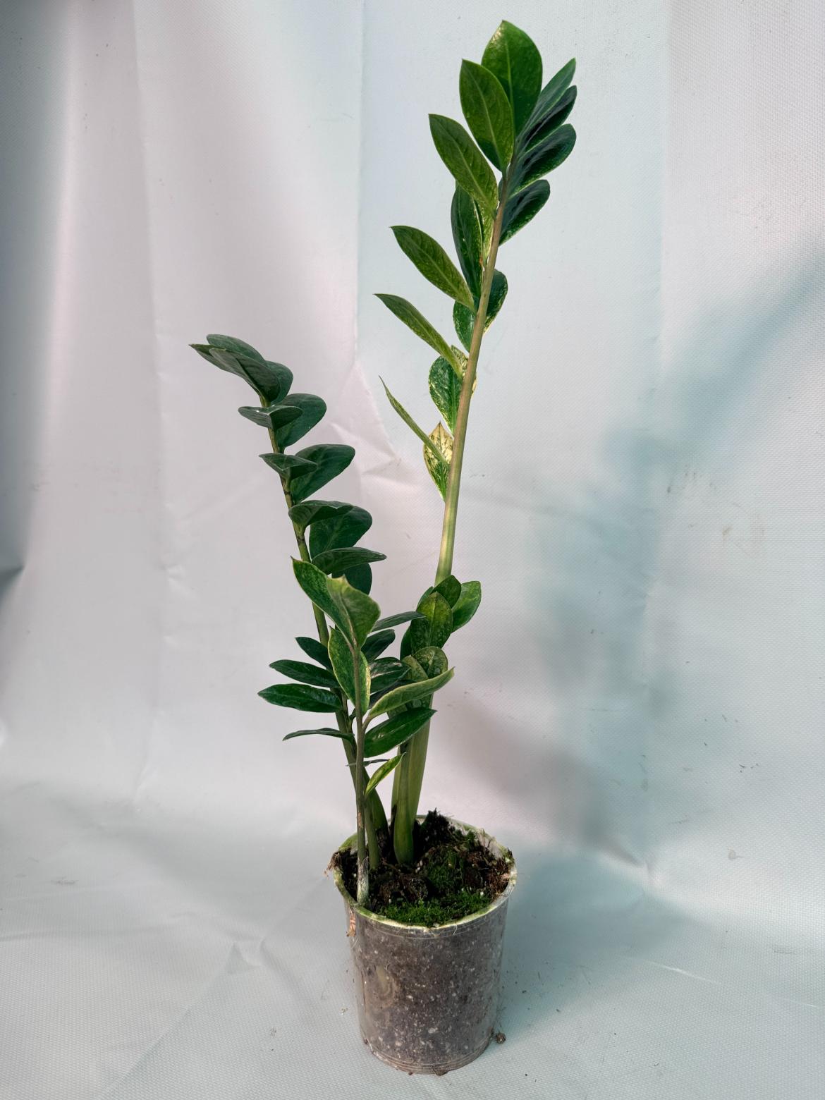 Zamiokulcas Zamiifolia Variegata 08
