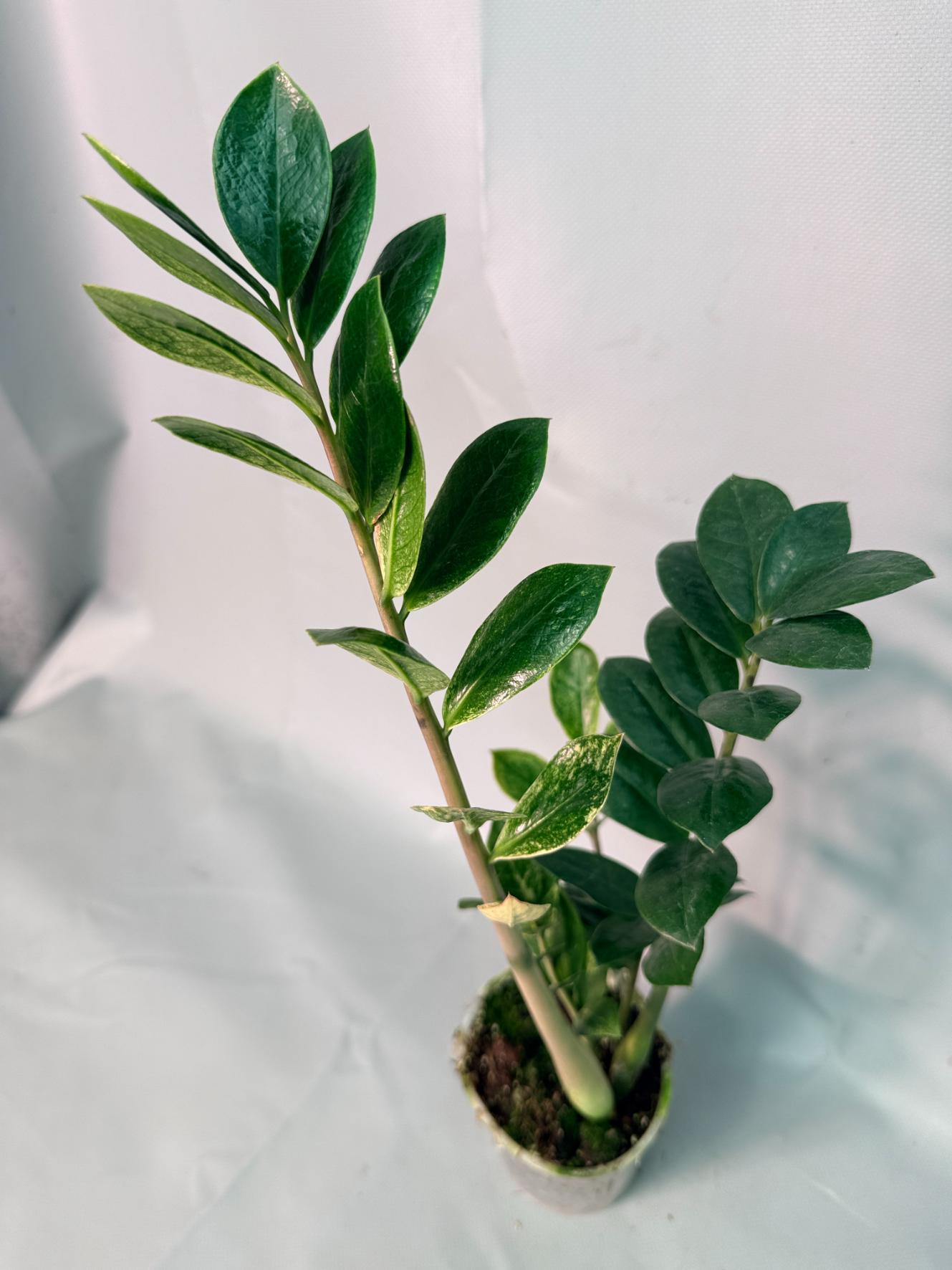 Zamiokulcas Zamiifolia Variegata 01