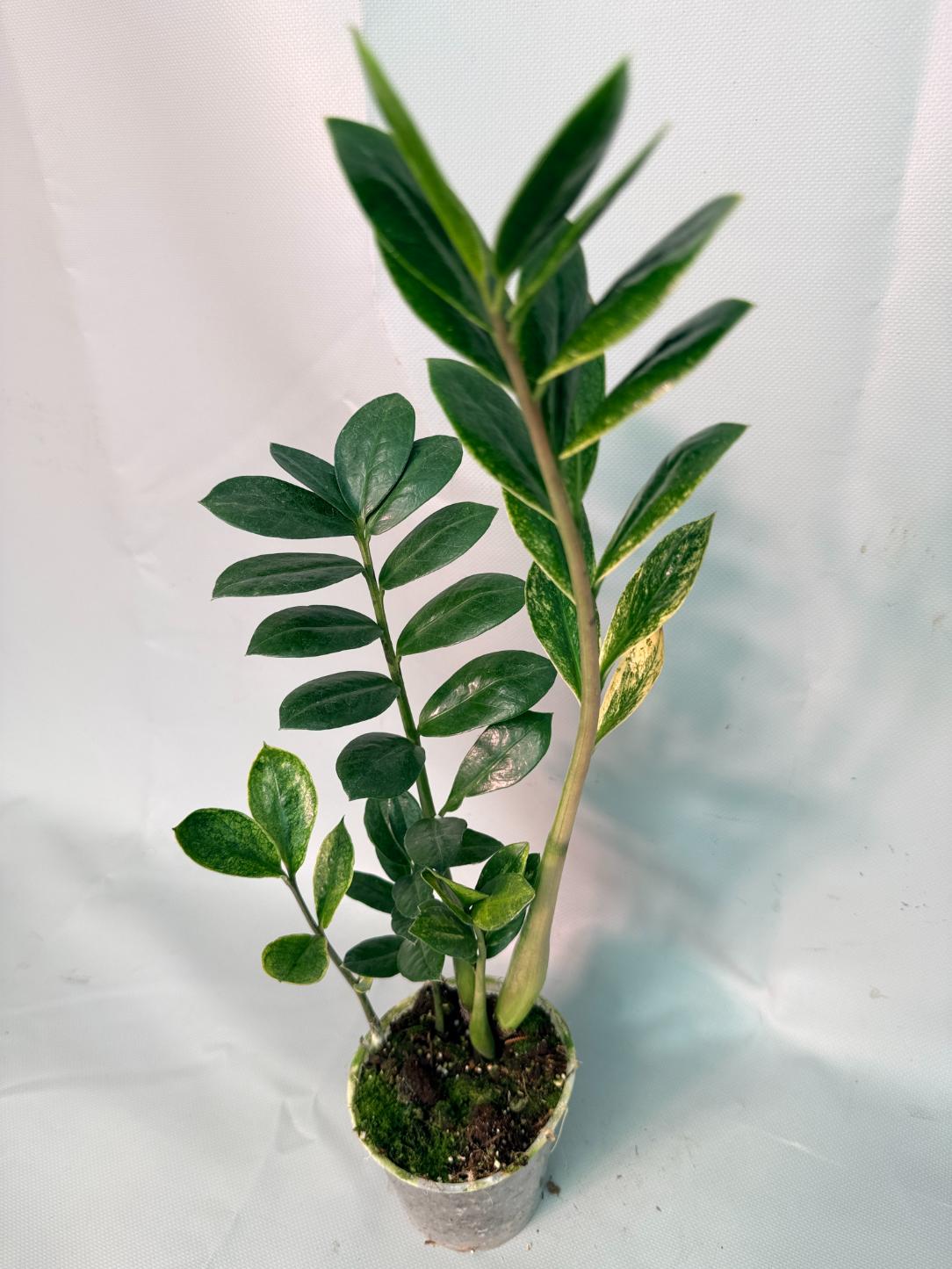 Zamiokulcas Zamiifolia Variegata 02