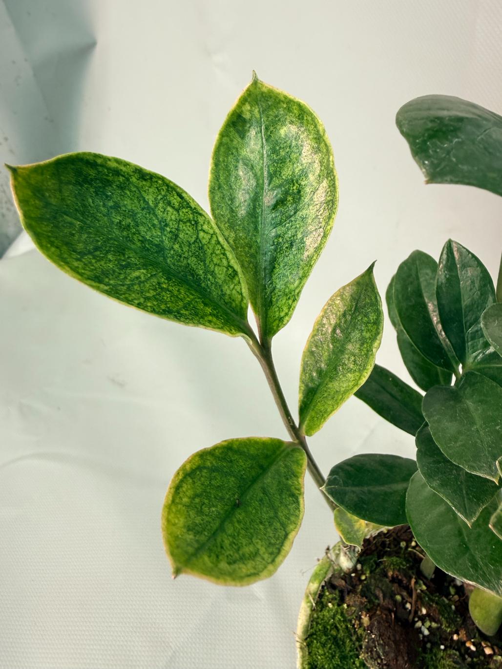Zamiokulcas Zamiifolia Variegata 03