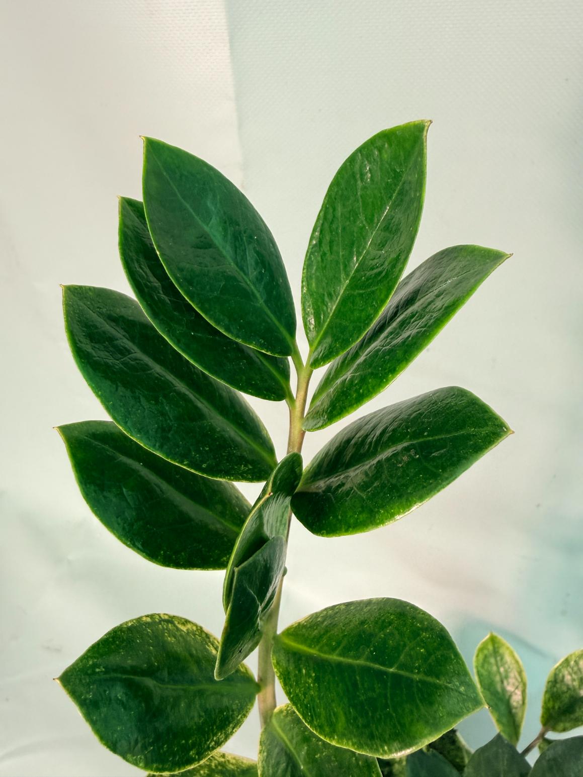 Zamiokulcas Zamiifolia Variegata 04