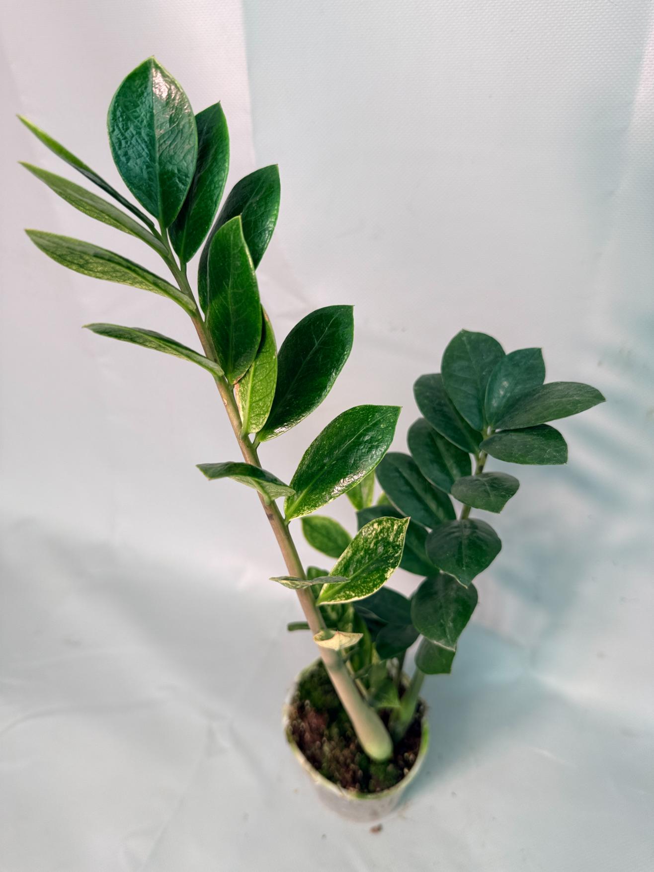 Zamiokulcas Zamiifolia Variegata 05