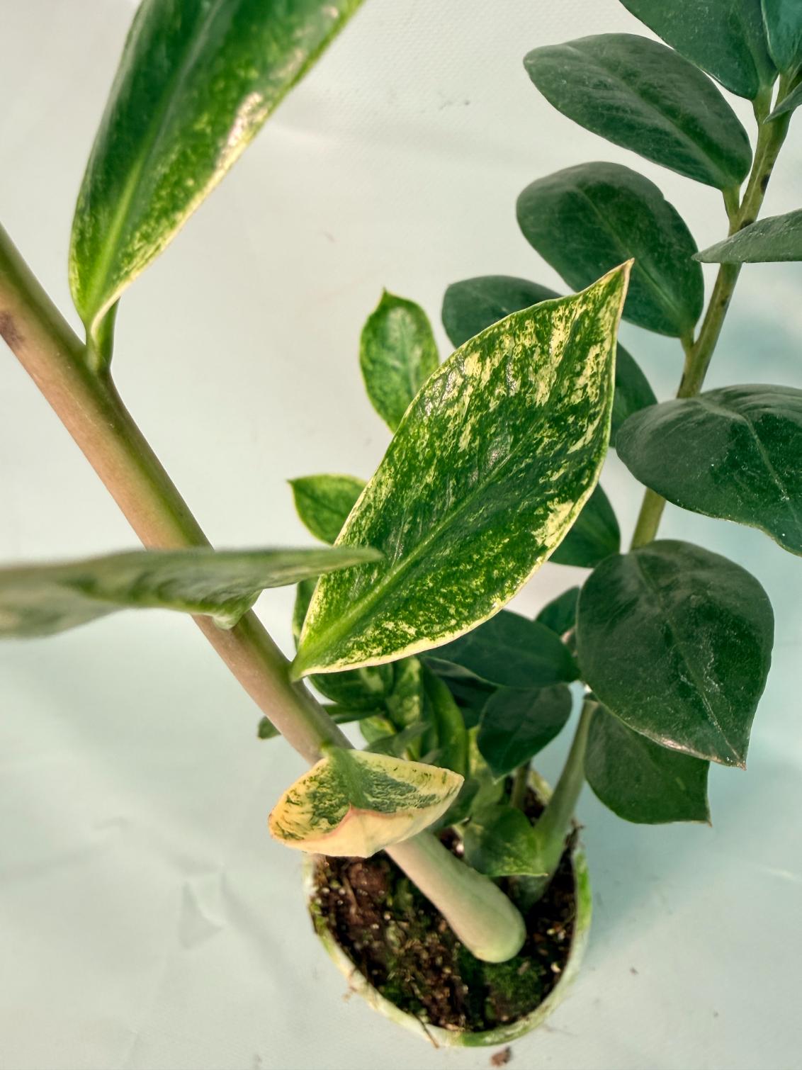 Zamiokulcas Zamiifolia Variegata 06