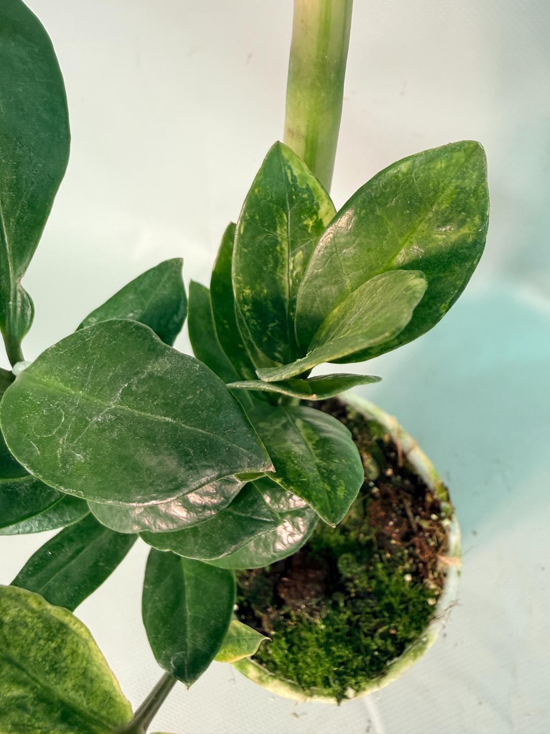 Zamiokulcas Zamiifolia Variegata 07