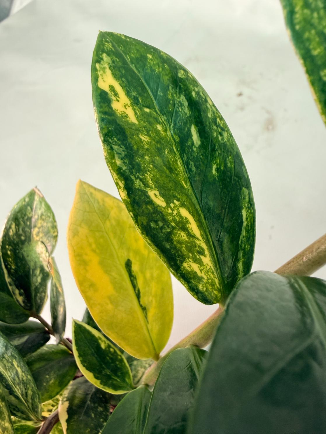 Zamiokulcas Zamiifolia Variegata 09