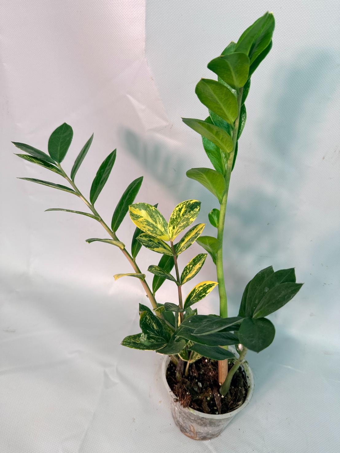 Zamiokulcas Zamiifolia Variegata 02