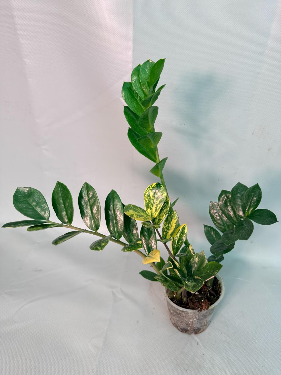 Zamiokulcas Zamiifolia Variegata 05