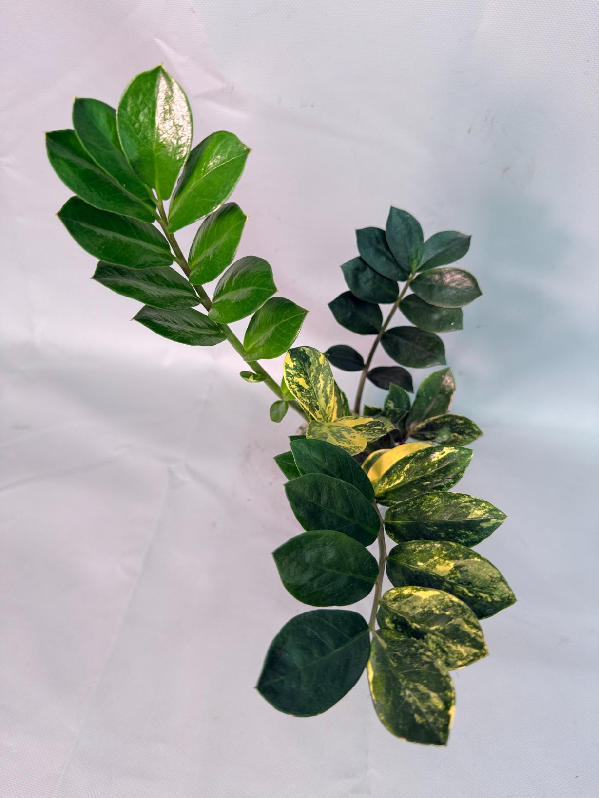 Zamiokulcas Zamiifolia Variegata 01