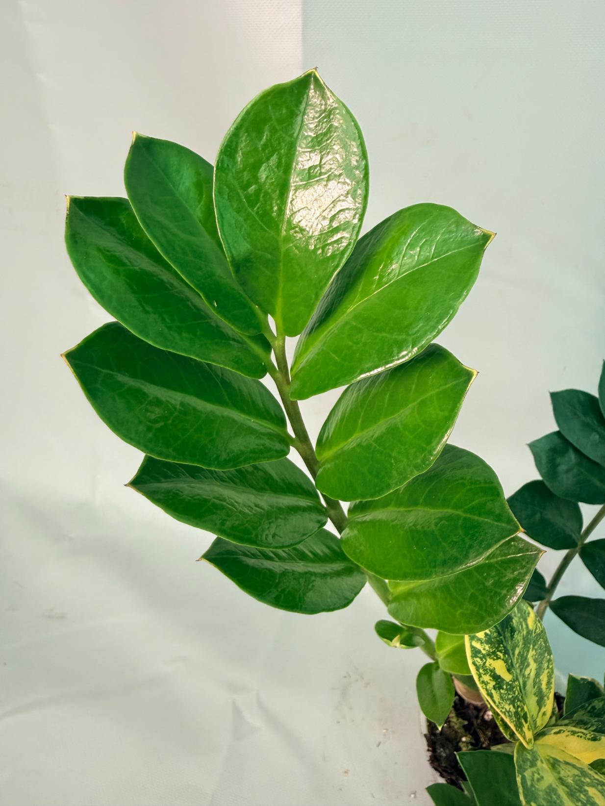 Zamiokulcas Zamiifolia Variegata 06