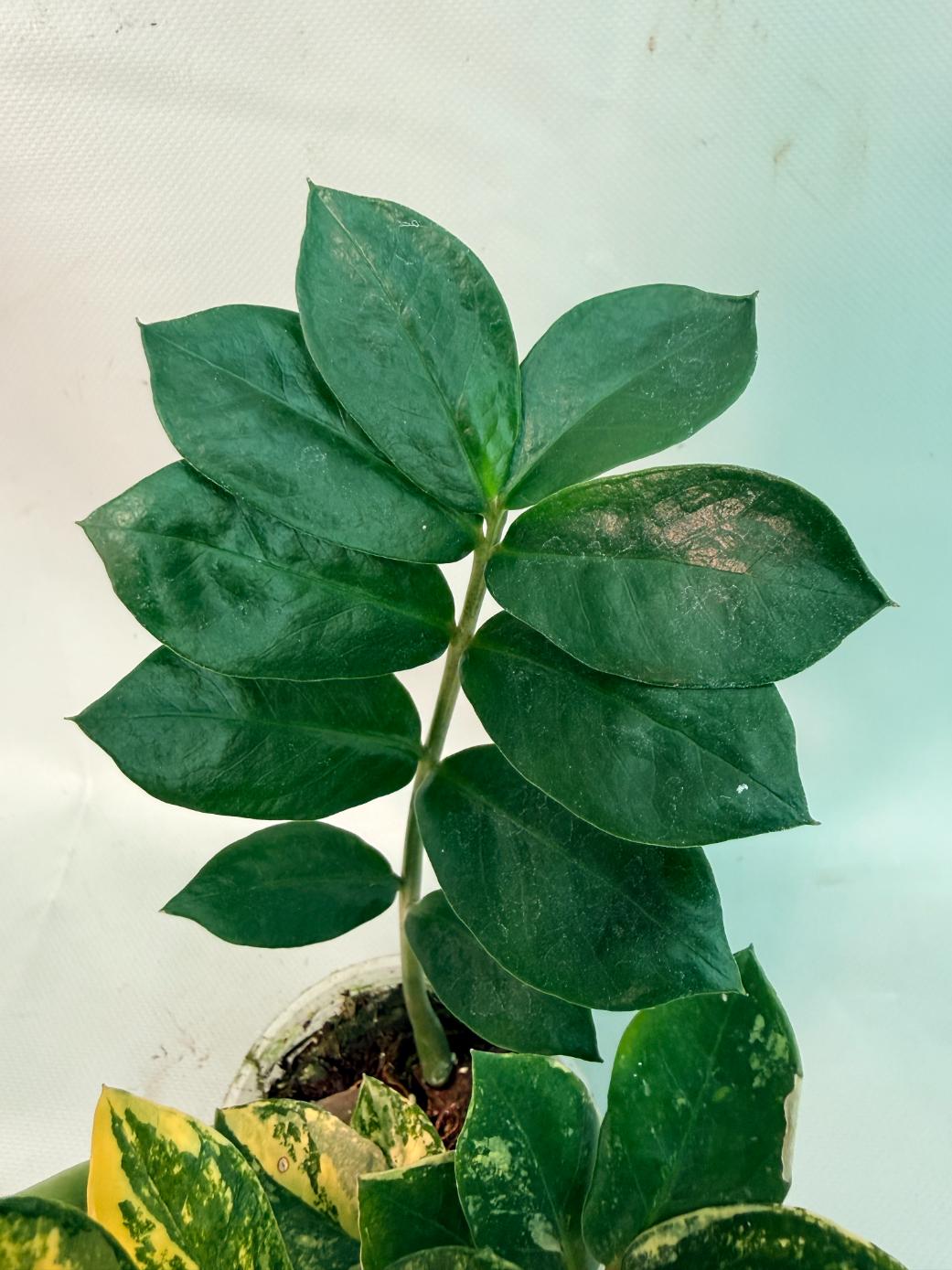 Zamiokulcas Zamiifolia Variegata 07