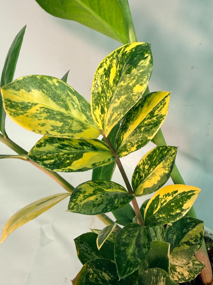 Zamiokulcas Zamiifolia Variegata 03