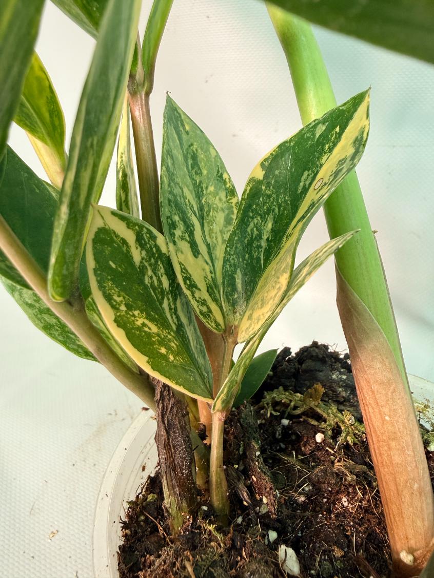 Zamiokulcas Zamiifolia Variegata 04