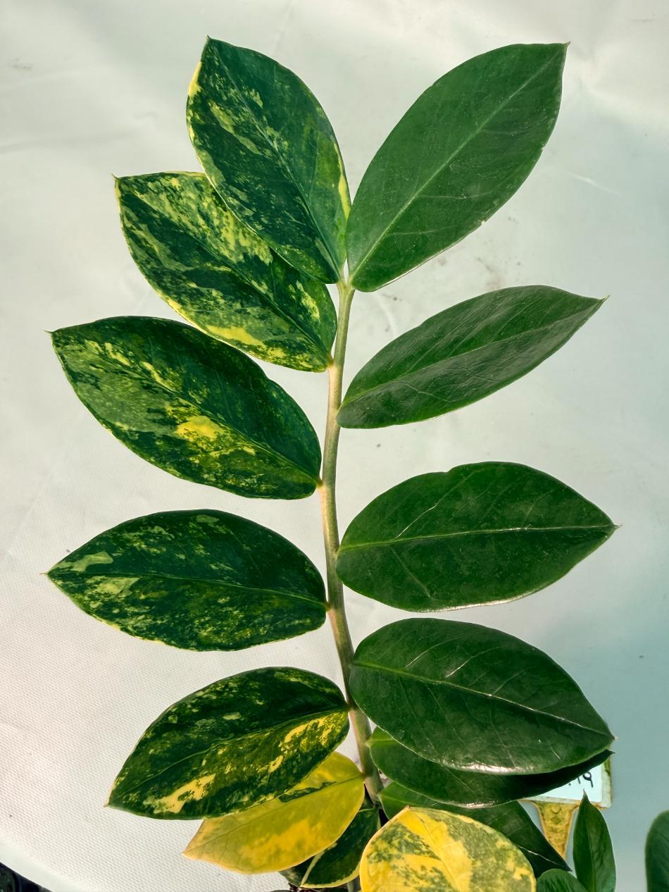 Zamiokulcas Zamiifolia Variegata 08