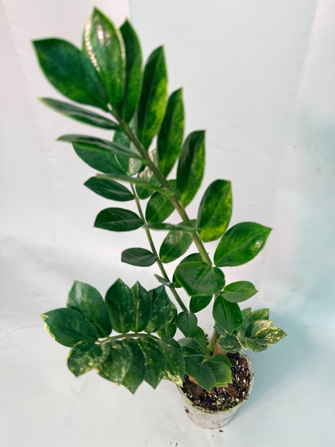 Zamiokulcas Zamiifolia Variegata 09