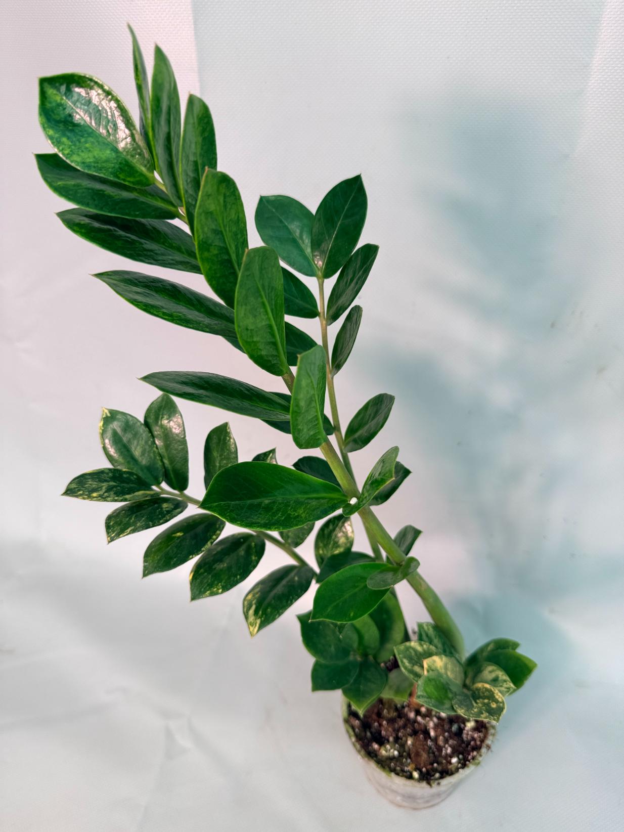 Zamiokulcas Zamiifolia Variegata 01