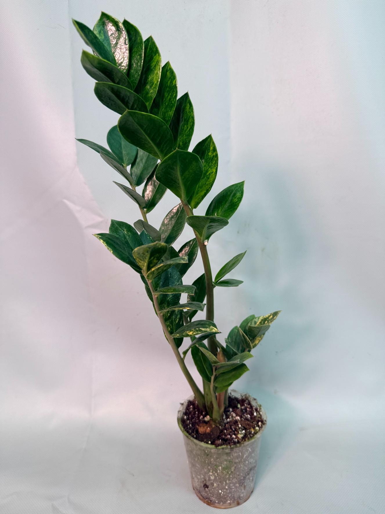Zamiokulcas Zamiifolia Variegata 02