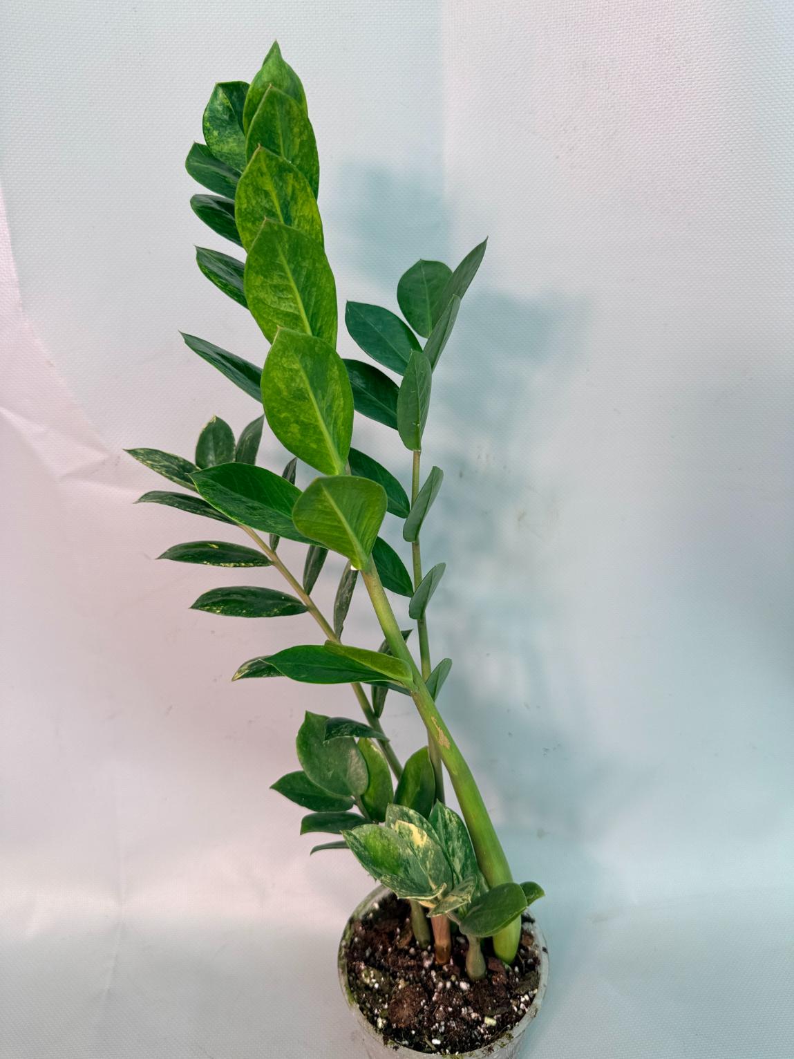 Zamiokulcas Zamiifolia Variegata 03