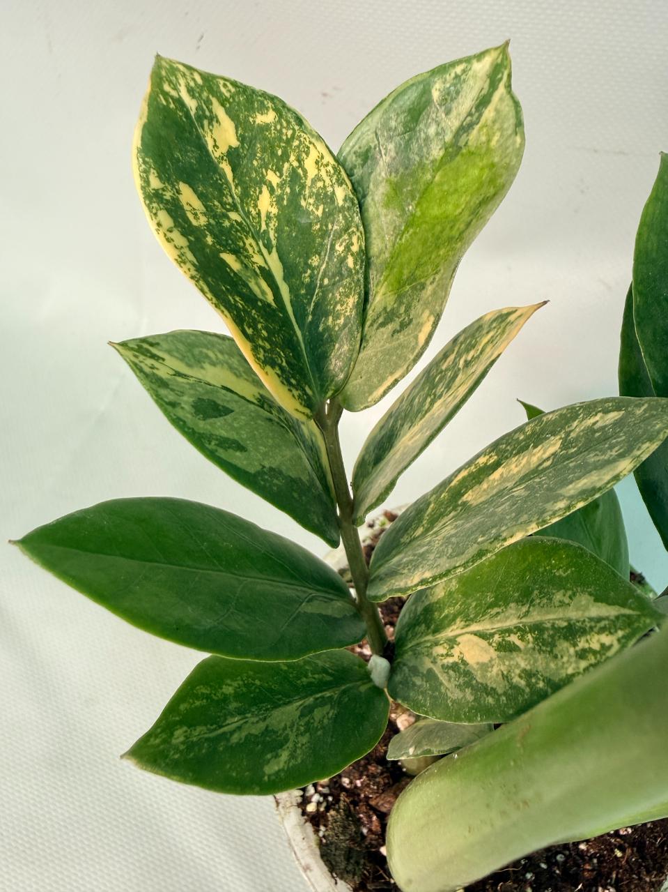 Zamiokulcas Zamiifolia Variegata 04