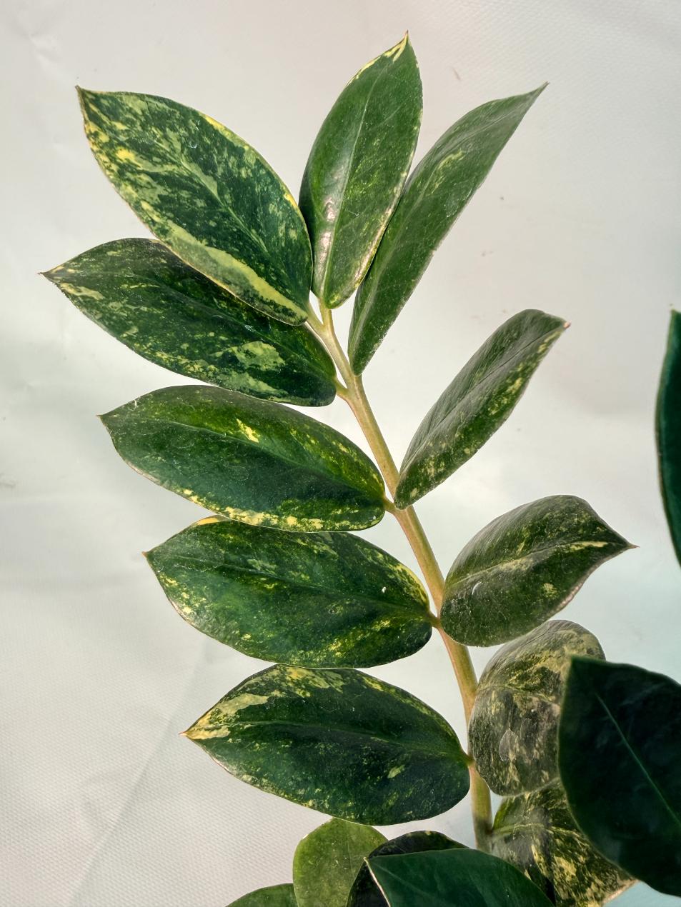 Zamiokulcas Zamiifolia Variegata 05