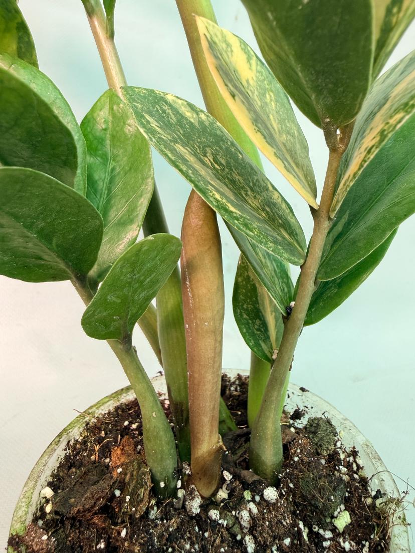 Zamiokulcas Zamiifolia Variegata 06
