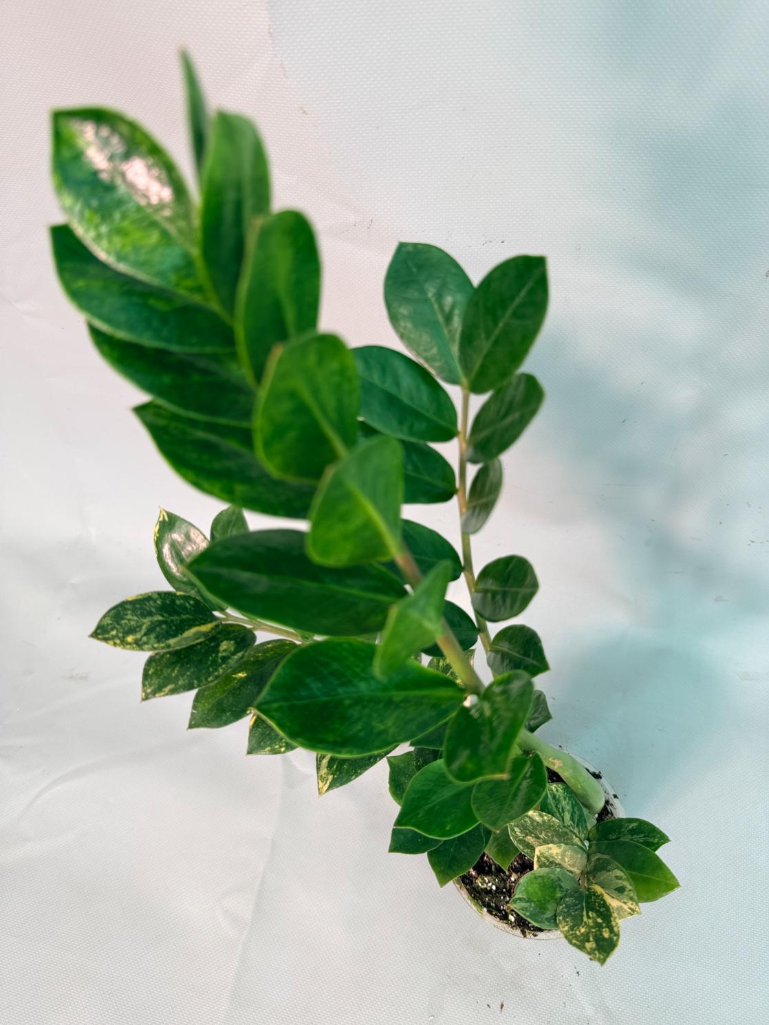 Zamiokulcas Zamiifolia Variegata 07