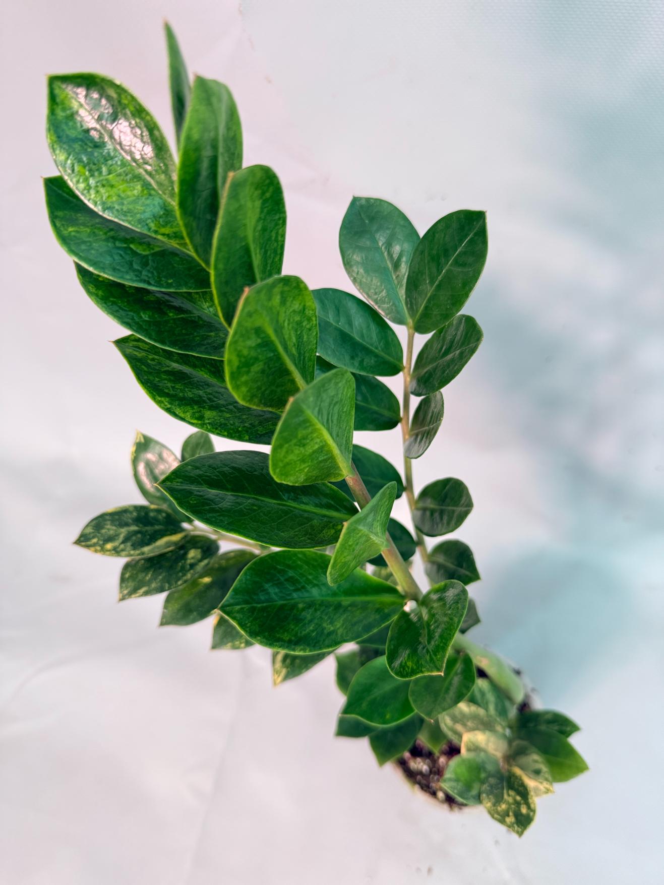 Zamiokulcas Zamiifolia Variegata 08