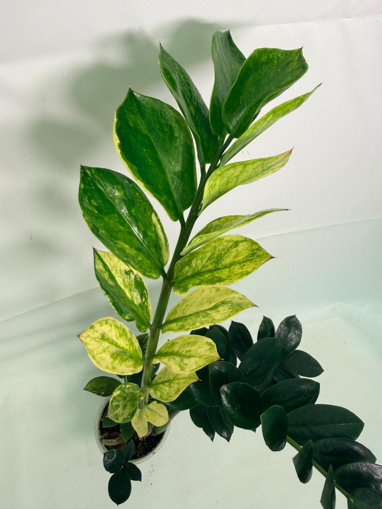 Zamiokulcas_Zamiifolia_Variegata_06