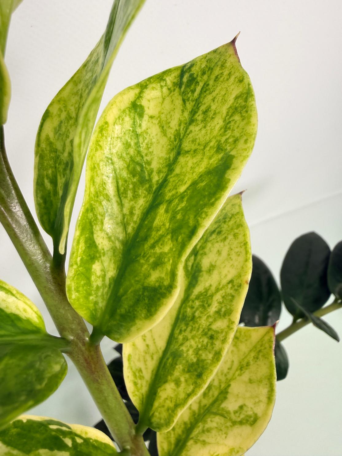 Zamiokulcas_Zamiifolia_Variegata_07